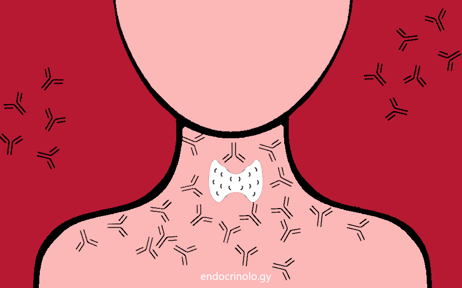 Thyroid antibodies