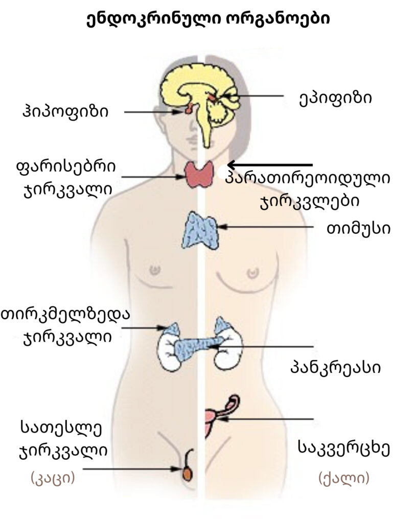 ენდოკრინოლოგია